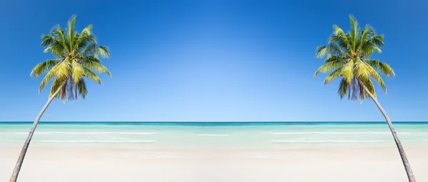 Coconut palm tree with white sand beach and blue sky background — Stock Photo, Image