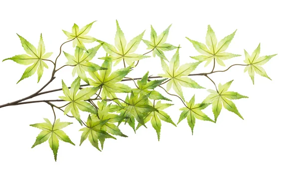 Plastic maple leaves isolated on white background — Stock Photo, Image