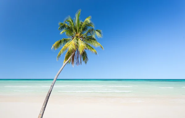 Coconut palm tree with white sand beach and blue sky background — Stock Photo, Image