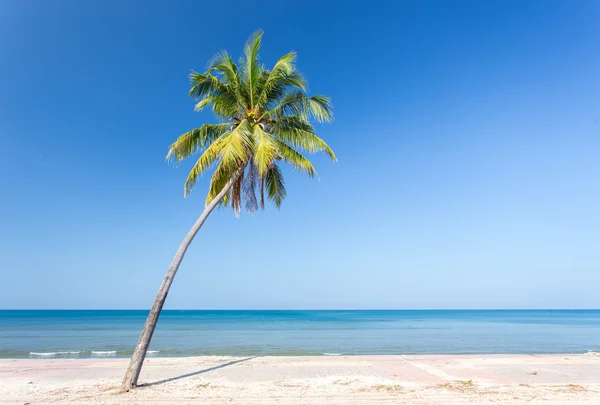 Coconut palm tree with white sand beach and blue sky background — Stock Photo, Image