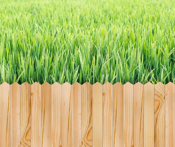 Деревянный забор с зеленым рисовым полем — стоковое фото