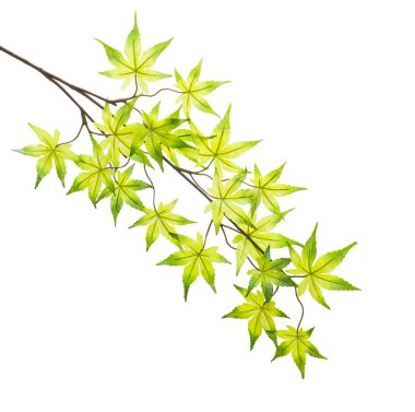İzole üzerinde beyaz arka plan plastik akçaağaç yaprakları