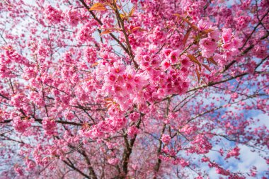 Pembe kiraz çiçekleri çiçek