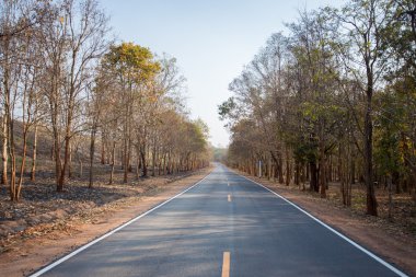 Uzun asfalt yol ile kuru ağaç