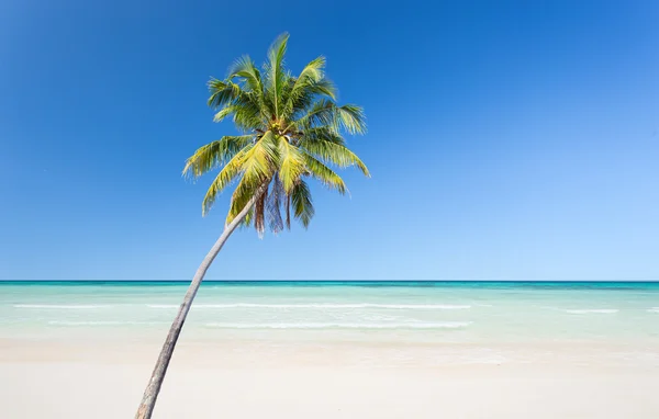 코코넛 야자수와 하얀 모래 해변과 푸른 하늘 배경 — 스톡 사진