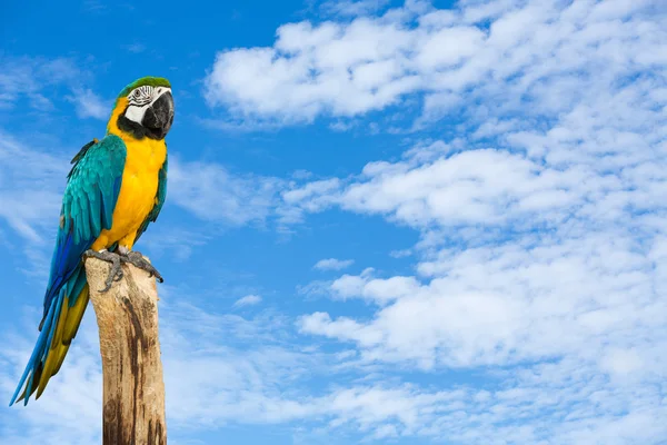 金刚鹦鹉鸟，蓝蓝的天空背景 — 图库照片