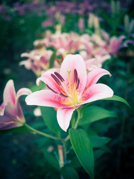 Retro renk efekti ile pembe lilly çiçek — Stok fotoğraf