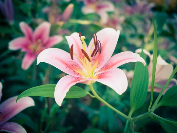 Розовый лилий цветок с эффектом ретро цвета — стоковое фото