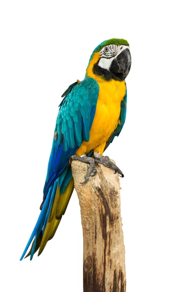 Macaw parrot bird Stock Picture