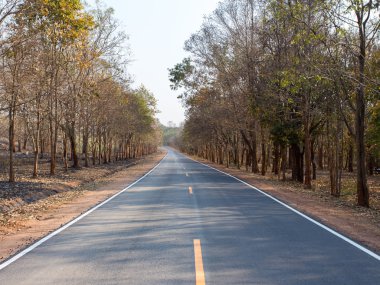 Uzun asfalt yol ile kuru ağaç