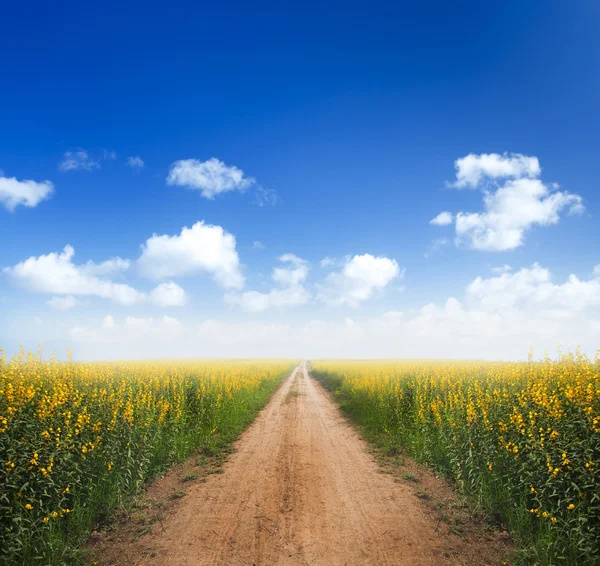 Dirt road into yellow flower fields with clear blue sky — Stock Photo, Image