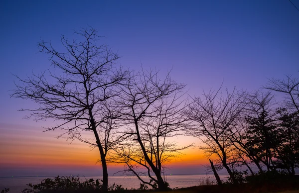 Árvore morta na praia do pôr do sol — Fotografia de Stock