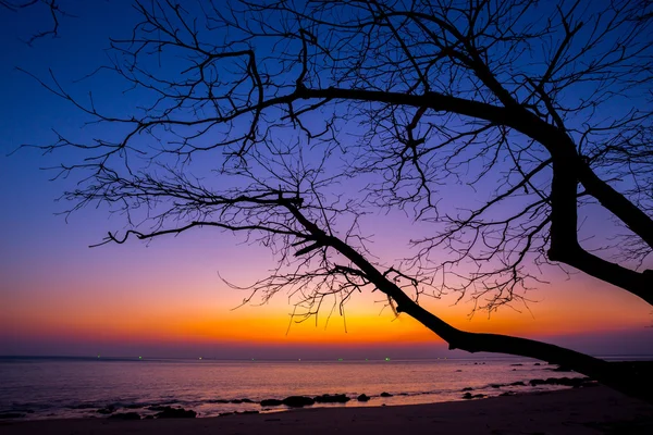 Árvore morta na praia do pôr do sol — Fotografia de Stock