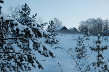 Kuzeyin güzel doğası, kışın büyük ağaçlarıyla doğal manzara.