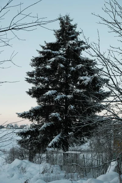 Όμορφη Φύση Του Βορρά Φυσικό Τοπίο Μεγάλα Δέντρα Παγωμένο Χειμώνα — Φωτογραφία Αρχείου