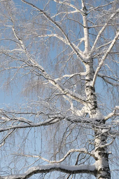 Vacker Natur Norr Naturlandskap Med Stora Träd Frostig Vinter Björkträd — Stockfoto