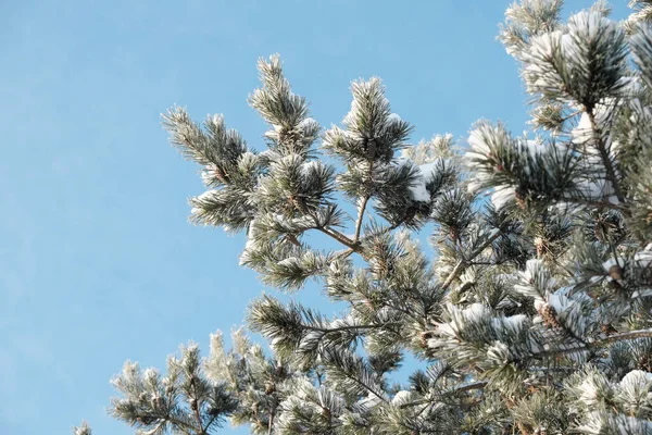 Όμορφη Φύση Του Βορρά Φυσικό Τοπίο Μεγάλα Δέντρα Παγωμένο Χειμώνα — Φωτογραφία Αρχείου