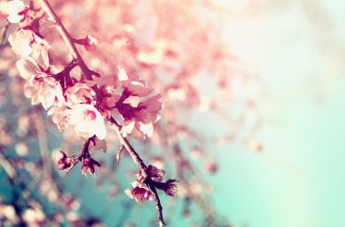abstract dreamy and blurred image of spring white cherry blossoms tree. selective focus. vintage filtered clipart