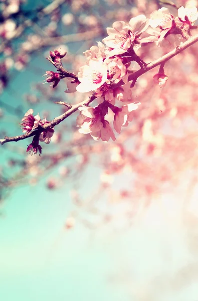 Astratto immagine sognante e sfocata di primavera albero di ciliegio bianco. concentrazione selettiva. filtrato vintage — Foto Stock