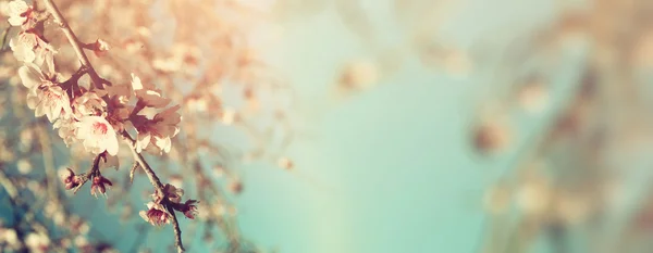 Abstract blurred website banner background of of spring white cherry blossoms tree. selective focus. vintage filtered — Stock Photo, Image