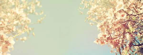 Abstract blurred website banner background of of spring white cherry blossoms tree. selective focus. vintage filtered