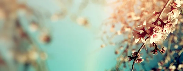 Abstract blurred website banner background of of spring white cherry blossoms tree. selective focus. vintage filtered — Stock Photo, Image