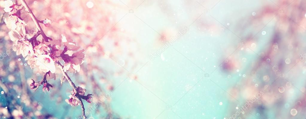 Abstract blurred website banner background of of spring white cherry blossoms tree. selective focus. vintage filtered