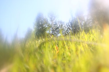 soyut fotoğraf ışığın ağaçlar ve glitter bokeh ışıklar arasında seri. görüntü bulanık ve filtre.