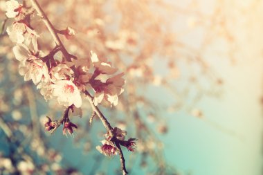 Beyaz kiraz çiçekleri ağaç bahar soyut hülyalı ve bulanık görüntü. seçici odak. Filtre vintage