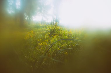 soyut fotoğraf ışığın ağaçlar ve glitter bokeh ışıklar arasında seri. görüntü bulanık ve filtre.