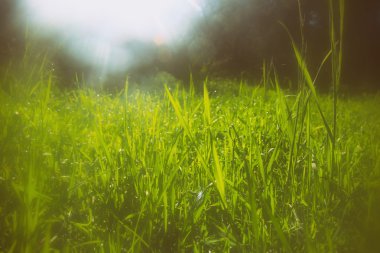 çim güneş parlama ile soyut hülyalı ve bulanık görüntü. Filtre vintage
