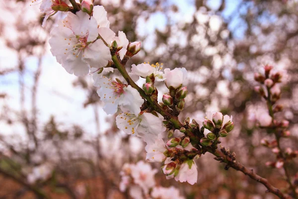 春の白い桜の木の抽象的な夢のようなぼやけたイメージ。選択と集中。フィルタ リング ビンテージ — ストック写真