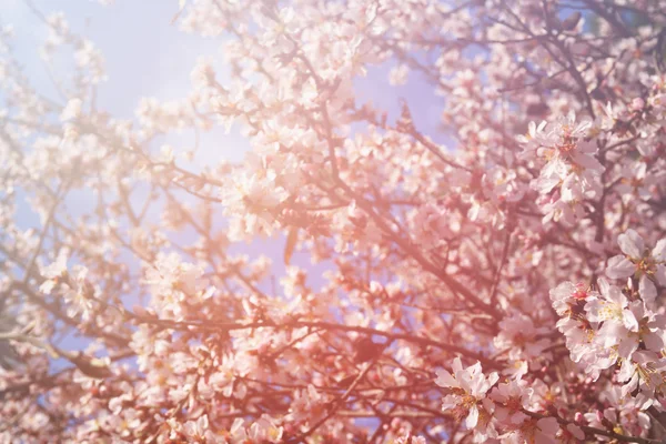 Abstracta imagen onírica y borrosa del árbol de flores de cerezo blanco de primavera. enfoque selectivo. filtrado vintage —  Fotos de Stock
