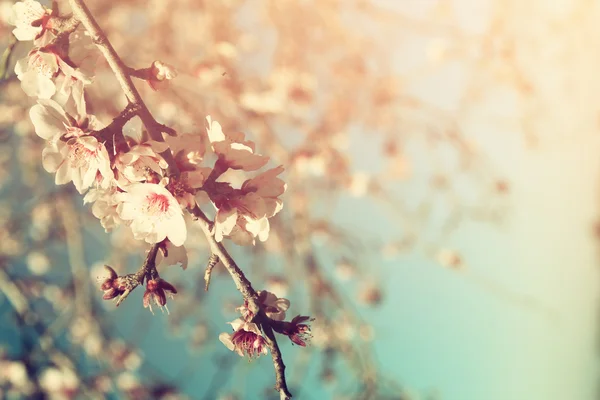 Resumo imagem onírica e turva da árvore de flores de cereja branca da primavera. foco seletivo. vintage filtrado — Fotografia de Stock