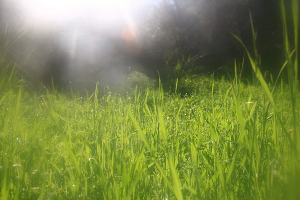 Abstracta imagen onírica y borrosa de hierba con destello de sol. filtrado vintage —  Fotos de Stock