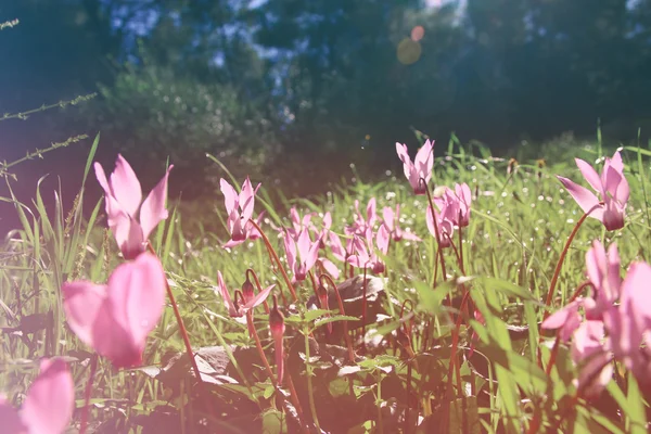 Abstracta imagen onírica y borrosa de flores de ciclamen floreciendo en el bosque. vintage filtrado y tonificado —  Fotos de Stock