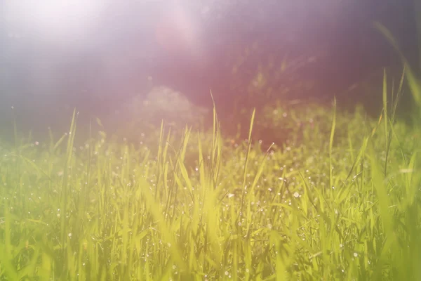 Astratto immagine sognante e sfocata di erba con bagliore solare. filtrato vintage — Foto Stock
