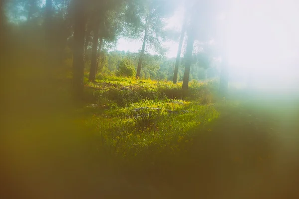 Foto abstrata da explosão de luz entre as árvores e luzes bokeh brilho. imagem é borrada e filtrada . — Fotografia de Stock