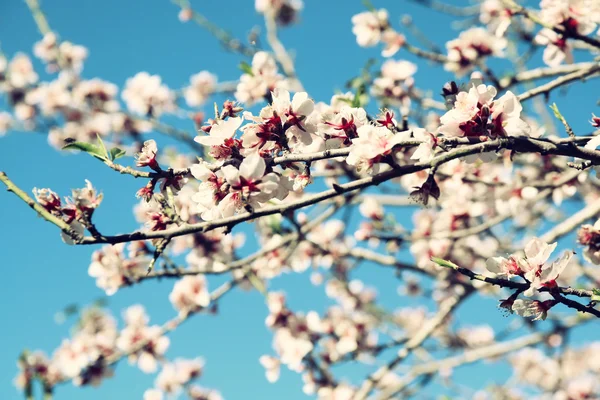 Beyaz kiraz çiçekleri ağaç bahar soyut hülyalı ve bulanık görüntü. seçici odak. Filtre vintage — Stok fotoğraf