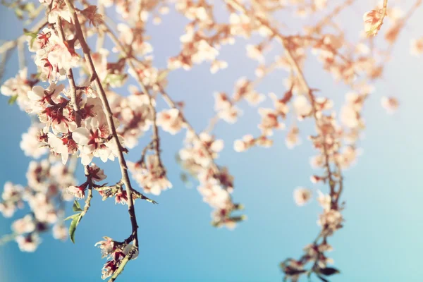 Álmodozó és homályos kép tavaszi fehér cseresznye virágok fa. szelektív összpontosít. Vintage szűrt — Stock Fotó