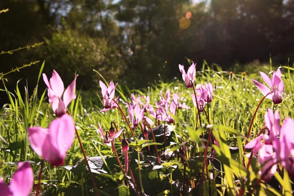 Abstraite image rêveuse et floue de fleurs de cyclamen fleurissant dans la forêt. vintage filtré et tonique — Photo