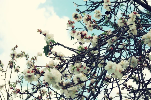 Abstract dreamy and blurred image of spring white cherry blossoms tree. selective focus. vintage filtered — Stock Photo, Image