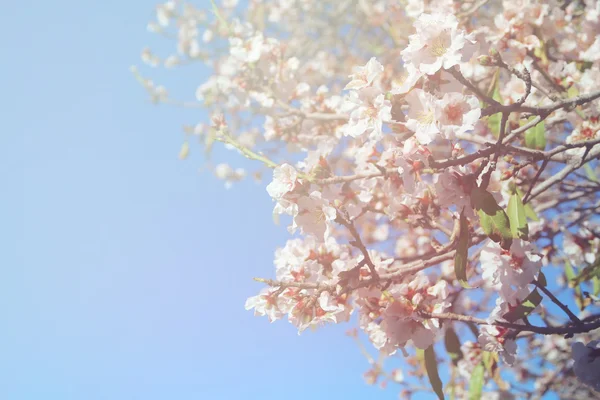 Streszczenie marzycielski i niewyraźne obraz drzewa białe wiśniowe kwiaty wiosny. selektywne focus. Vintage filtrowane — Zdjęcie stockowe