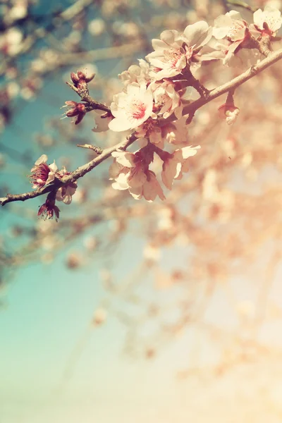 Abstract dreamy and blurred image of spring white cherry blossoms tree. selective focus. vintage filtered — Stock Photo, Image