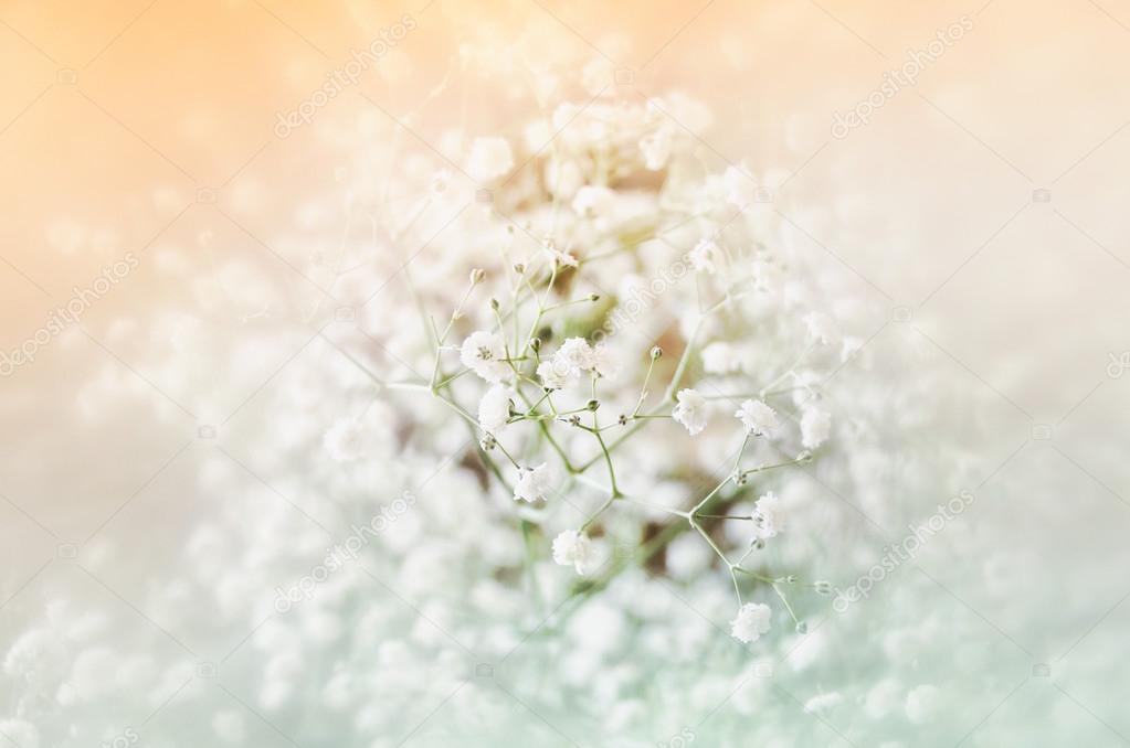 dreamy and blurred image of spring flowers. vintage filtered and toned