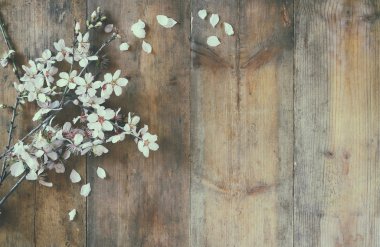 image of spring white cherry blossoms tree on wooden table. vintage filtered and toned