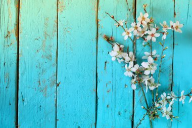 Mavi ahşap masa üzerinde beyaz kiraz çiçekleri ağaç bahar görüntüsü. Vintage filtre uygulanmış görüntü