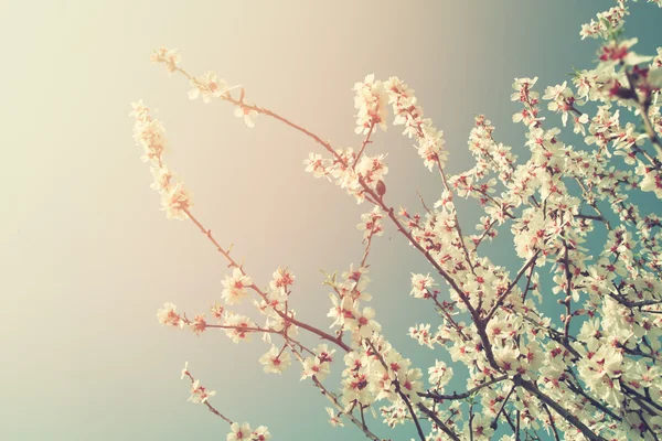 Abstract dreamy and blurred image of spring white cherry blossoms tree. selective focus. vintage filtered — Stock Photo, Image