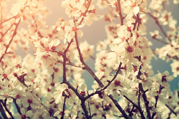 Αφηρημένη ονειρική και θολή εικόνα του δέντρου άνοιξη λευκά άνθη κερασιάς. Επιλεκτική εστίαση. παλιάς χρονολογίας φιλτραρισμένα — Φωτογραφία Αρχείου
