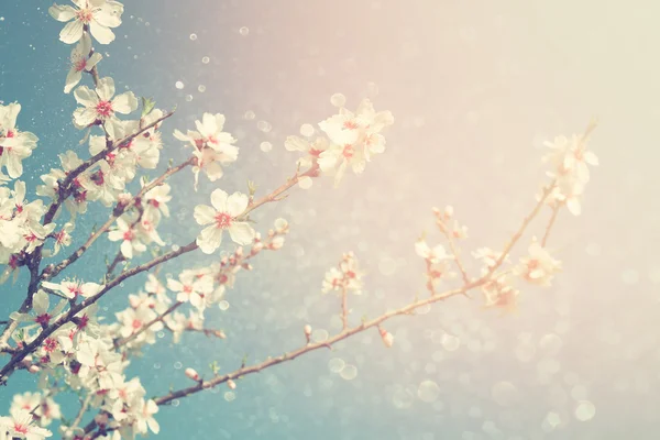 Abstrakte verträumte und verschwommene Bild des Frühlings weiße Kirschblüten Baum. Selektiver Fokus. Jahrgang gefiltert — Stockfoto